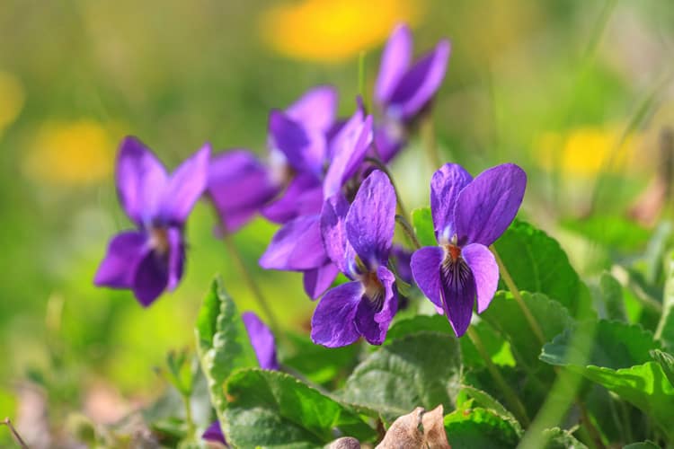 Violet Flowers in the Garden