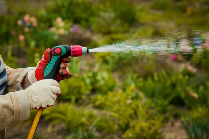 Watering the garden plants