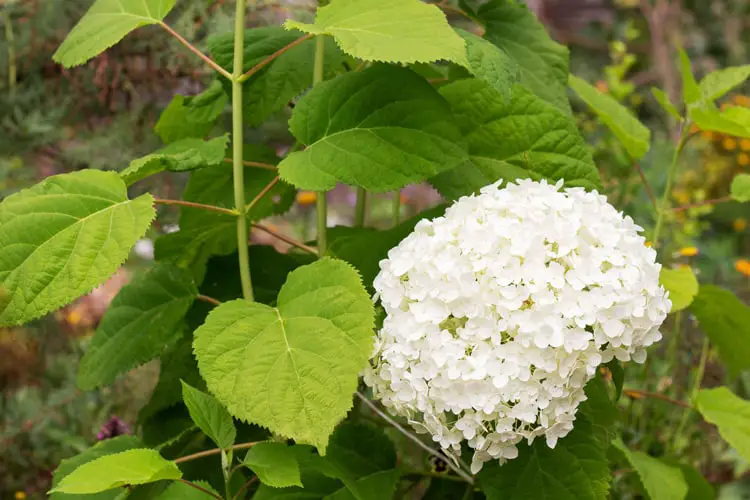 White Hydrangea Flower