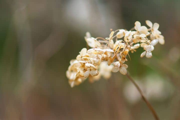 Wilting Hydrangea