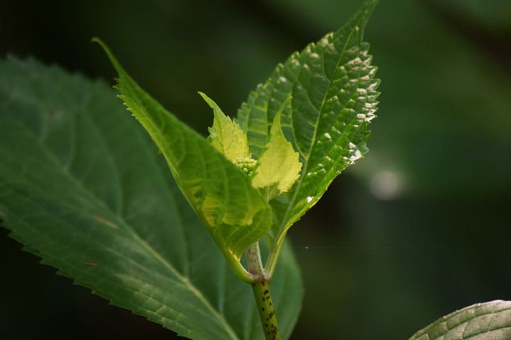 Young Hydrangea Leaves