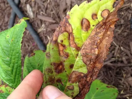 Hydrangea Disease - Anthracnose