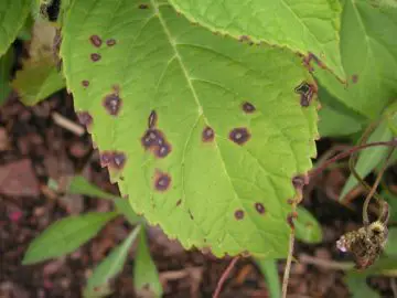 Hydrangea Spots - Cercospora