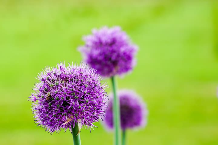 Ornamental Flowering Garlic Blooms