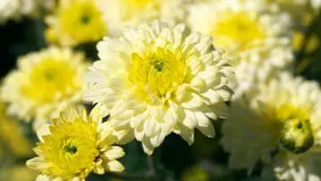 photo of chrysanthemums to show plants with daisy like flowers