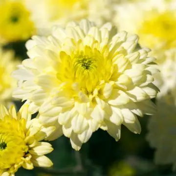 photo of chrysanthemums to show plants with daisy like flowers
