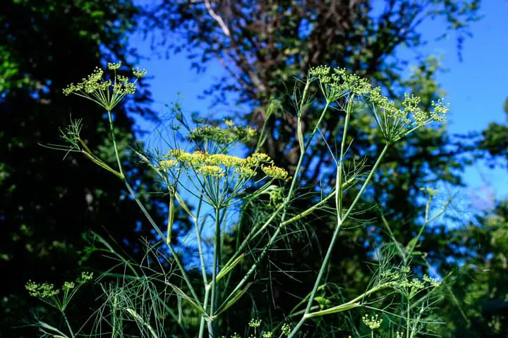 Anise Flowering Herb Plant