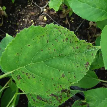 Bacterial Leaf Spot on Hydrangea Leaves