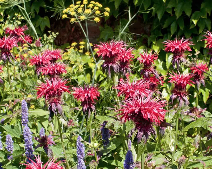 Bee balm flowering herb