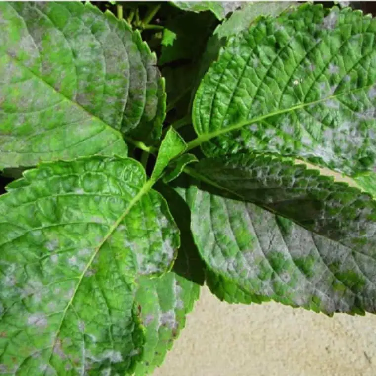 big leaf hydrangea (Hydrangea macrophylla) with white powder mildew on leaves