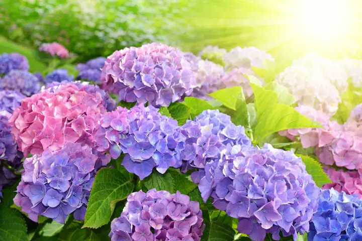 Hydrangea Varieties: Bigleaf Hydrangea Macrophylla