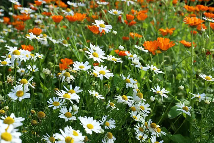 Chamomile Flowering Herb