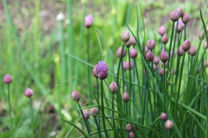Flowering Chive Plant in a Garden