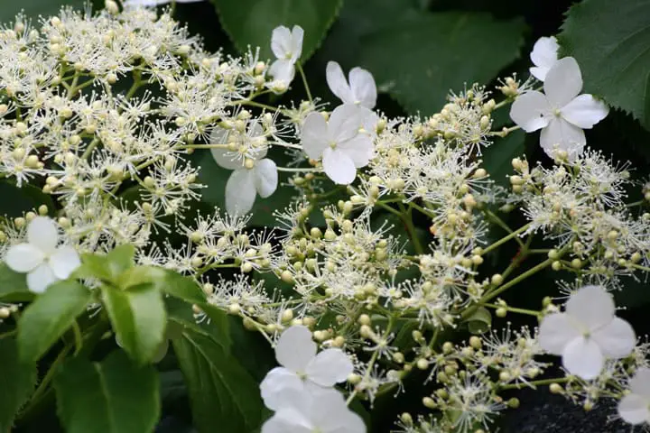 Type of Hydrangea - Climbing Hydrangea Anomala