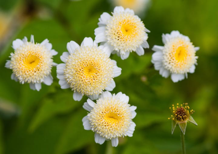 Feverfew Blooms