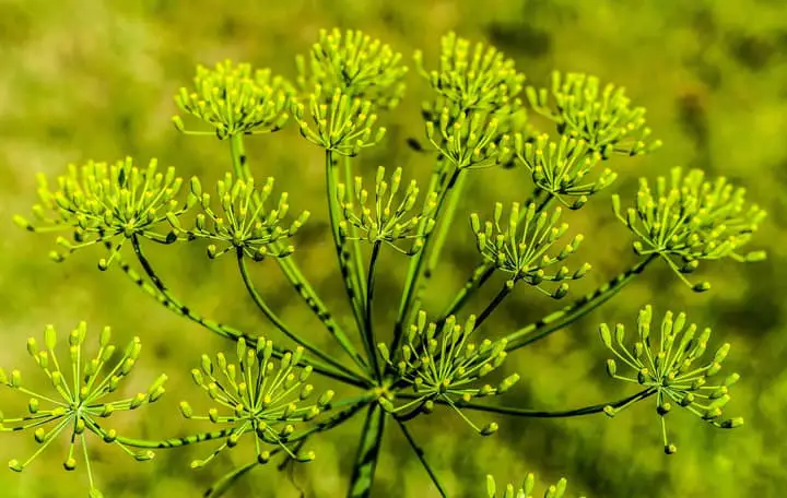 Flowering Dill Herb Plant in the garden