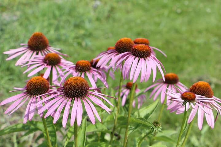 Flowering Echinacea Plant Blooms