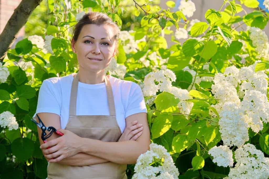 Deadheading Hydrangeas Do You Cut Off Dead Hydrangeas? The Garden Shed