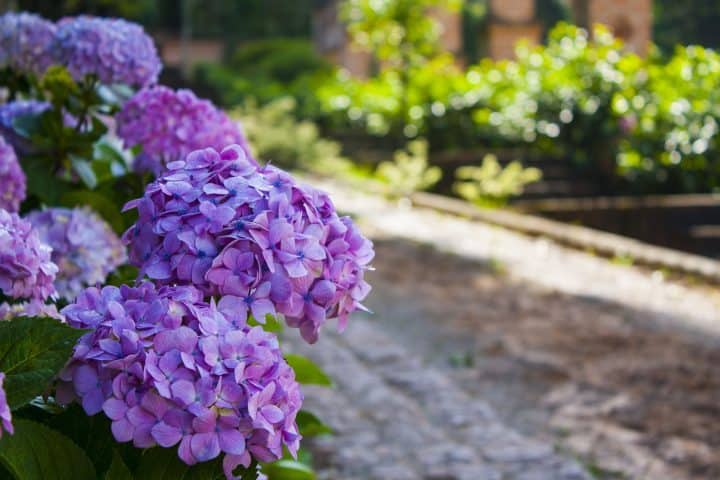 Hydrangea Bush With Blue/purple Blooms