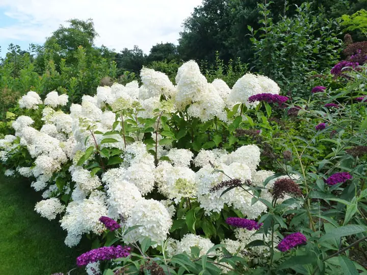 Hydrangea Types: Hydrangea Paniculata