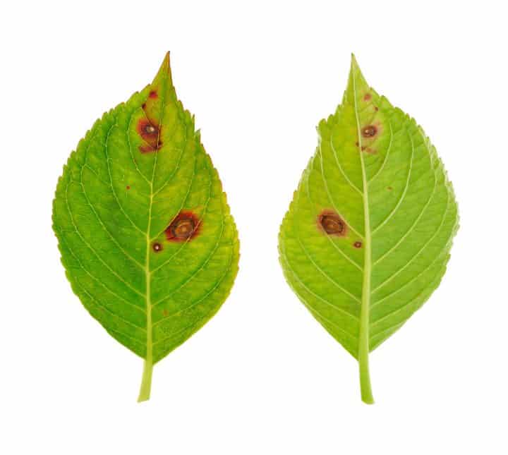 Hydrangea brown spots