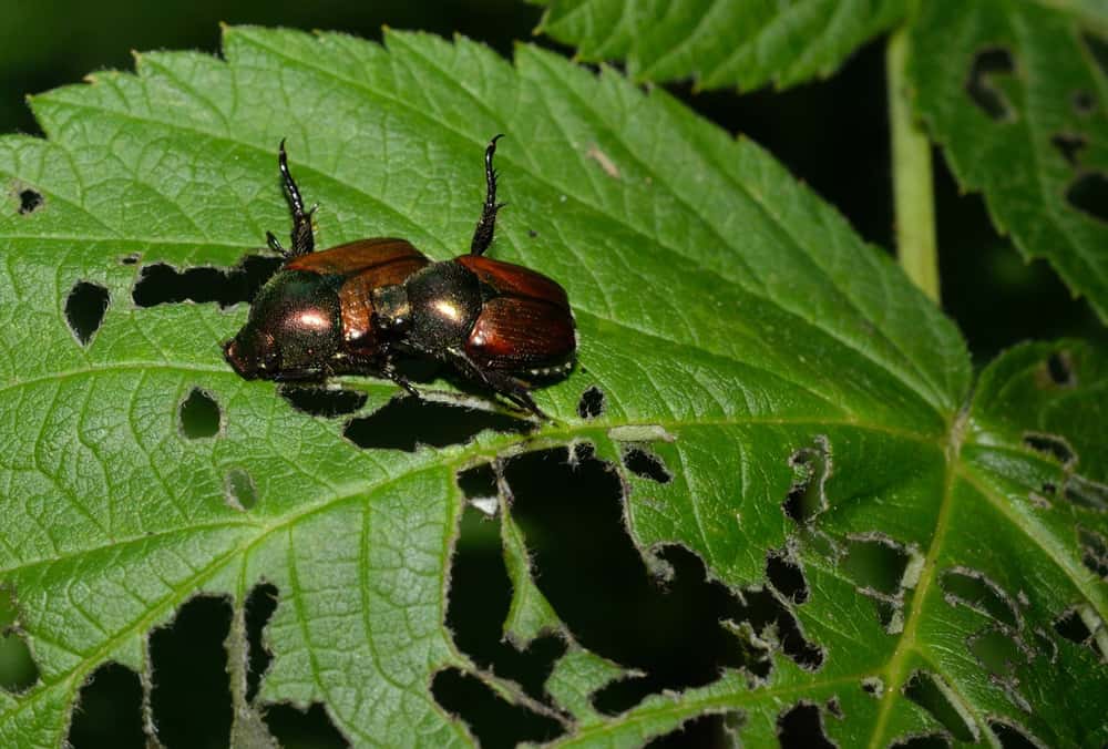 Japanese beetles eating leaves