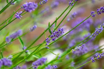 Flowering Herbs - Lavender Blooms