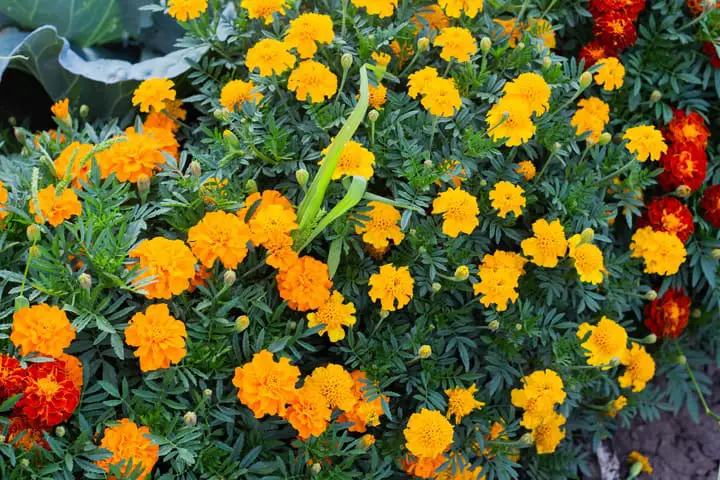 Marigold blooms - planted to keep snakes away