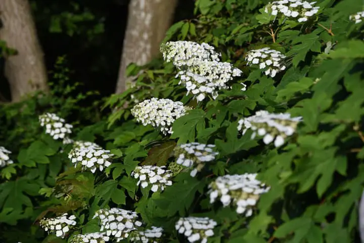 Hydrangea Varieties: Oakleaf Hydrangea Quercifolia