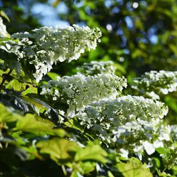 Oakleaf Hydrangea - Snowflake