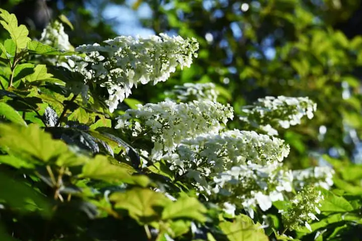 Oakleaf Hydrangea - Snowflake