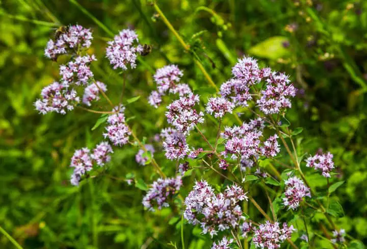 Flowering Herbs - Oregano Blooms