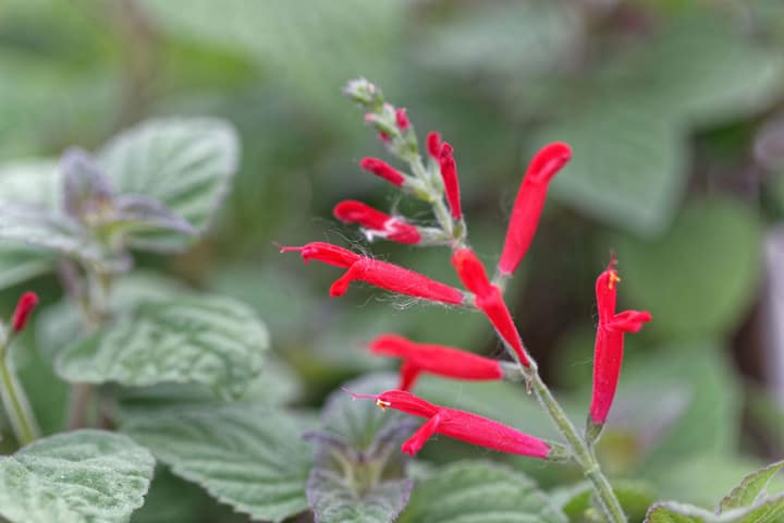 Flowering Herbs - Pineapple Sage Blooms