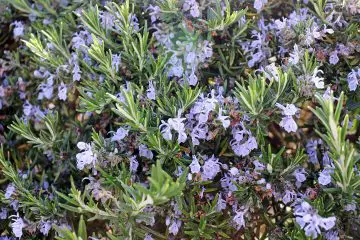 Flowering Herbs - Rosemary Blooms