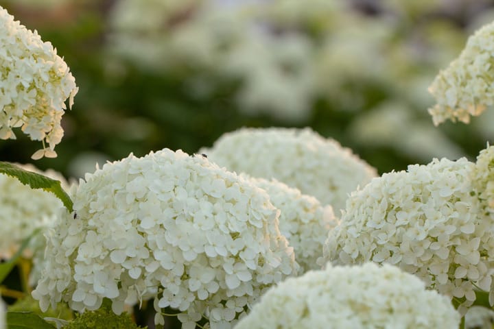 Hydrangea Varieties: Smooth Hydrangea Arborescens