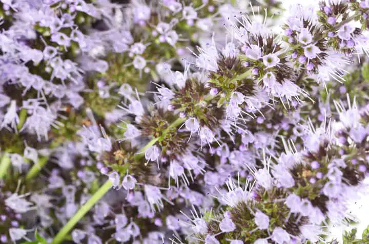Flowering Herbs - Spearmint Blooms