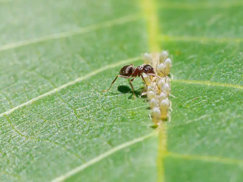 Ants and Aphid Honeydew