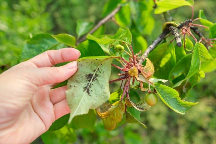 Aphids on Leaves