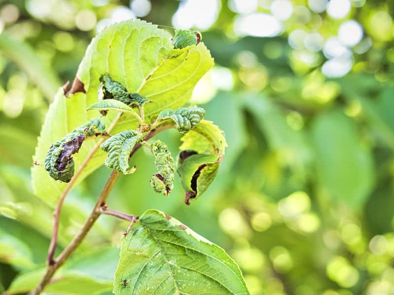 Curled Leaves from Aphid Damage