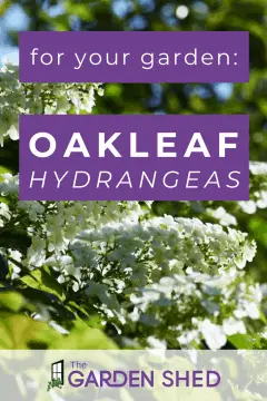 oakleaf hydrangeas - gardening tips