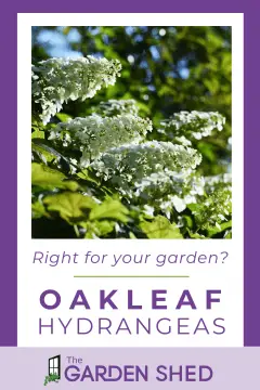 oakleaf hydrangeas - should you plant them in your garden