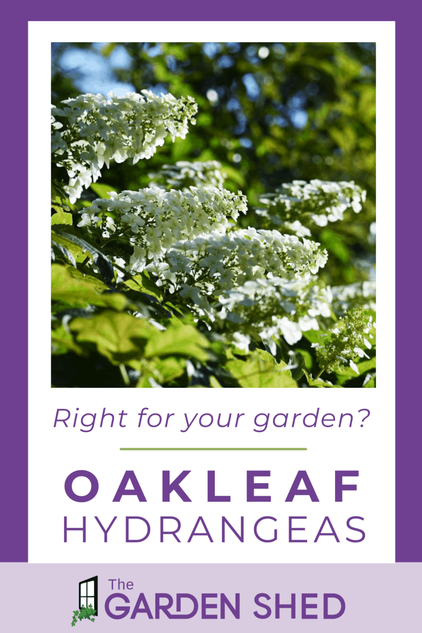 Oakleaf Hydrangeas: Are They Right for Your Garden?