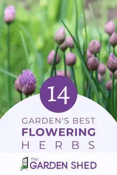 garden's best flowering herbs to add color to your landscape