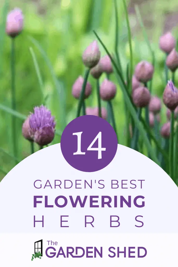 garden's best flowering herbs to add color to your landscape