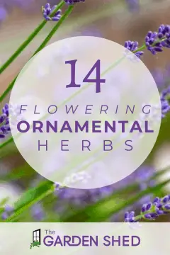 14 flowering ornamental herbs for your garden landscape