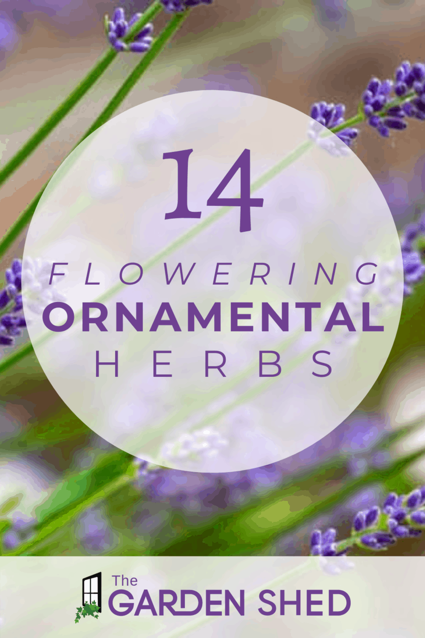 Flowering Herbs: 14 Great Ornamental Herbs