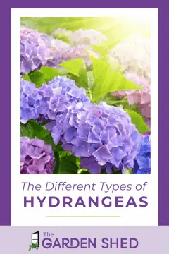 what are the different types of hydrangea plants