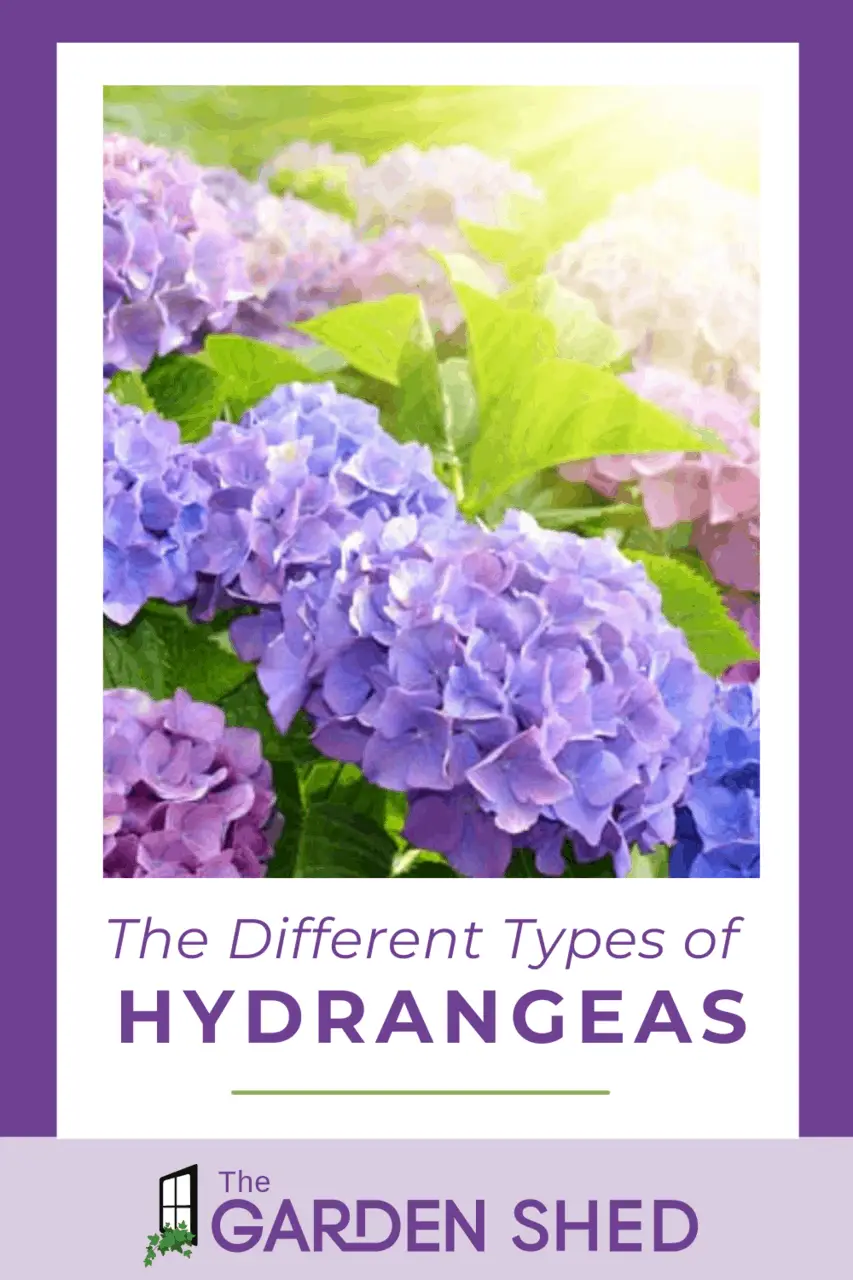Different Types of Hydrangeas