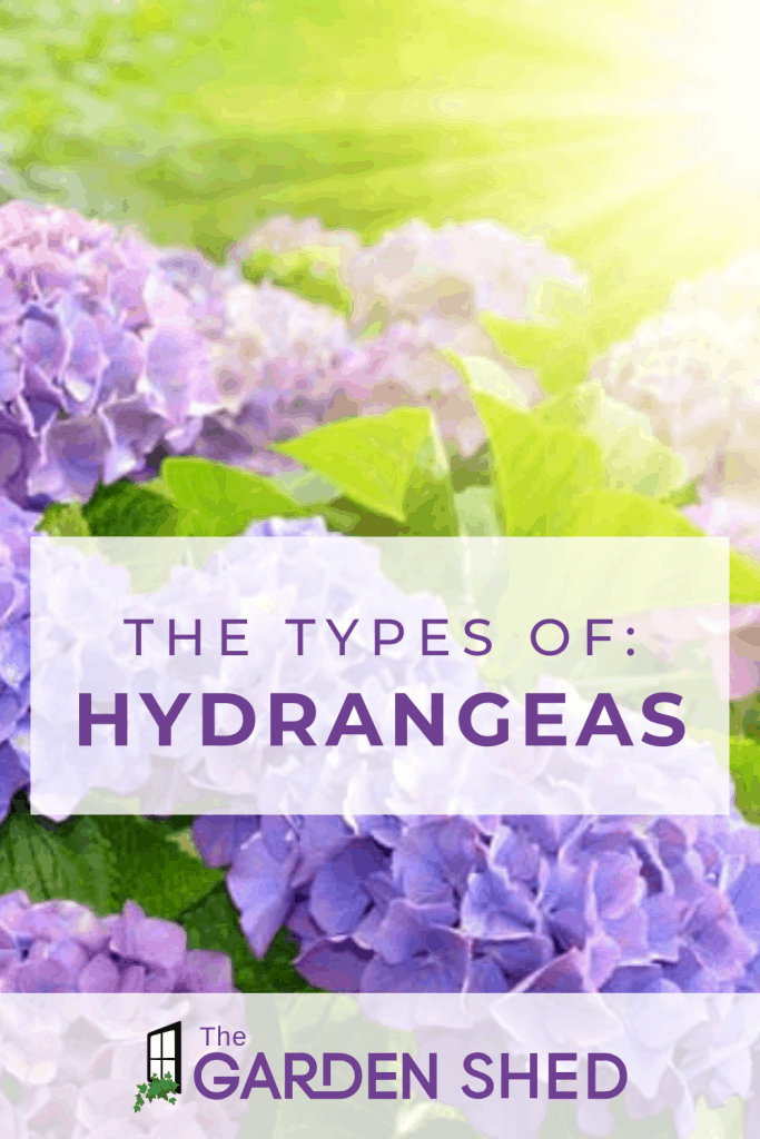 the types of hydrangeas and which to plant in your garden