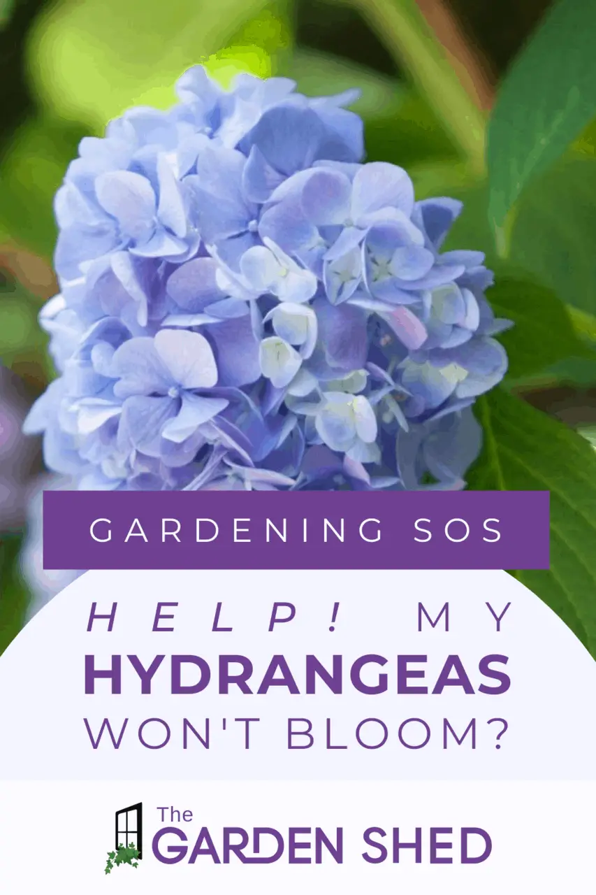 Top Reasons Why Your Hydrangea Won\'t Bloom